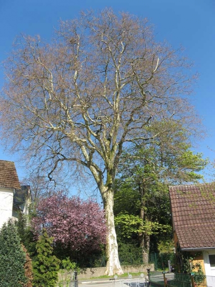 Bild 2 von Platane am Elsässer Weg